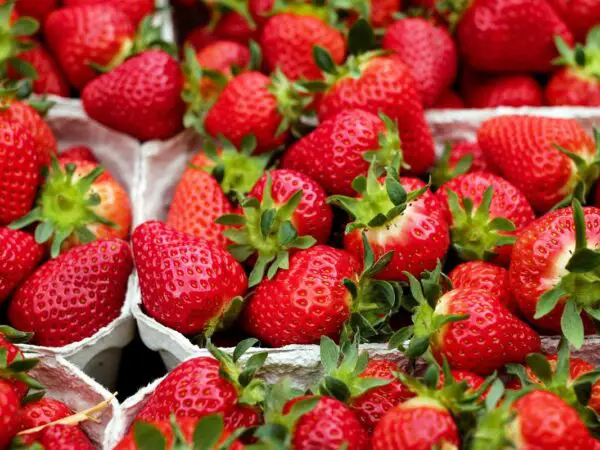 When is Strawberry Season in California