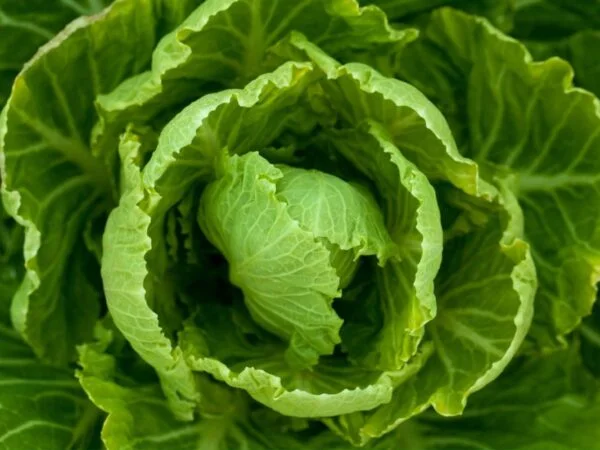 When to Pick Romaine Lettuce - Essential Tips