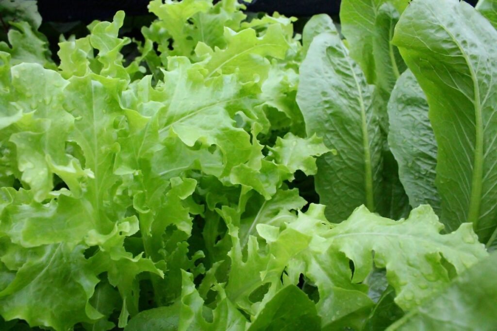Where do Lettuce Seeds Come From
