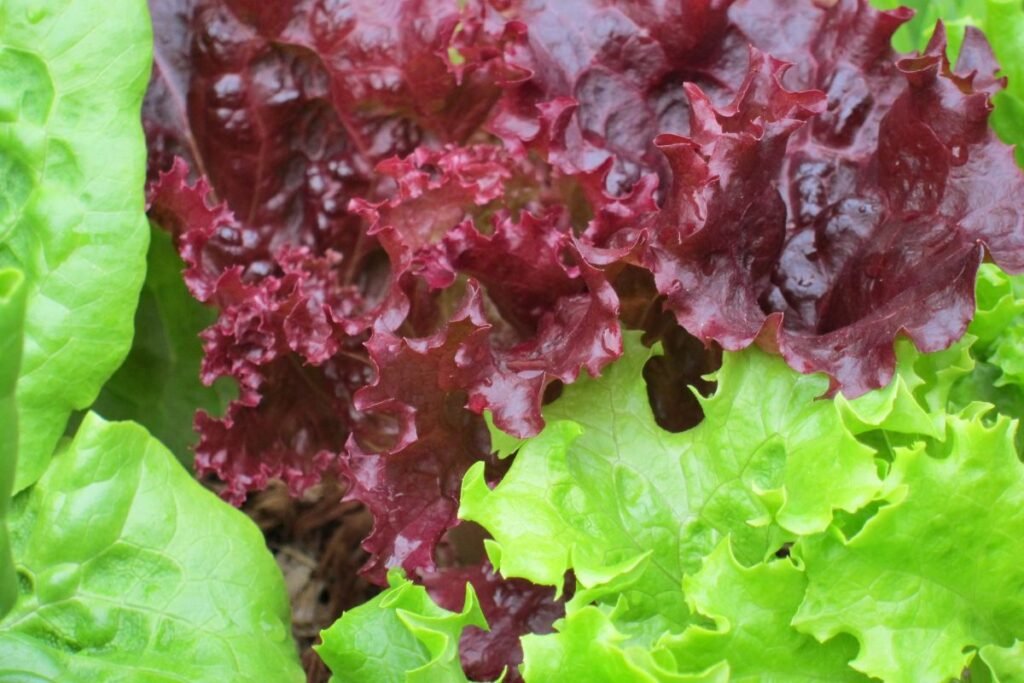 Why Does Lettuce Turn Red