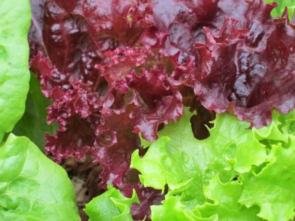 Why Does Lettuce Turn Red? Unveiling the Truth about Red Lettuce