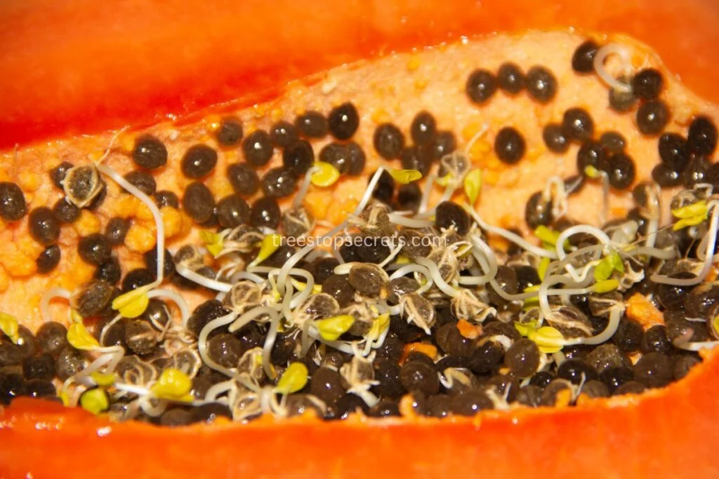 Tips for optimizing papaya seed germination process