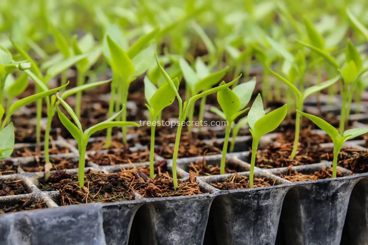 How To Germinate Papaya Seeds A StepbyStep Guide