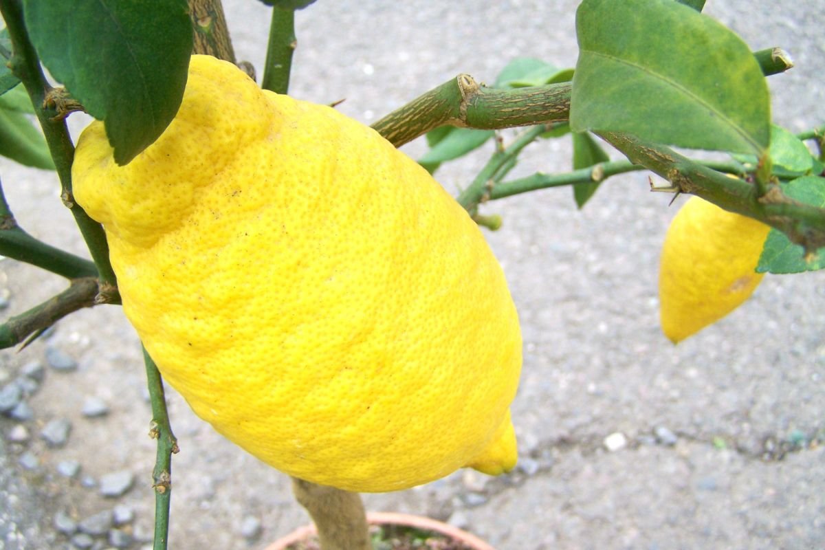 How Often Do You Water Lemon Trees? Essential Tips!
