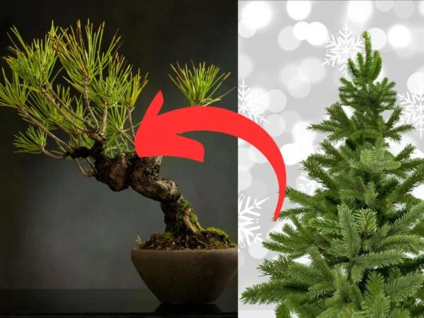 How to Bonsai a Pine Tree: Growing, Care & Pruning