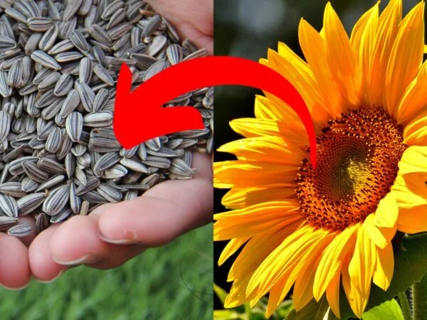 How to Get Seeds from Sunflowers: Best Time & Methods