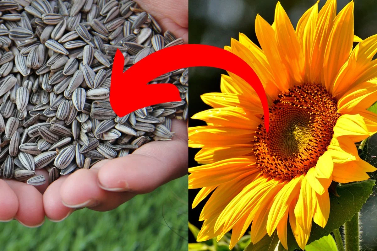 How to Get Seeds from Sunflowers: Best Time & Methods