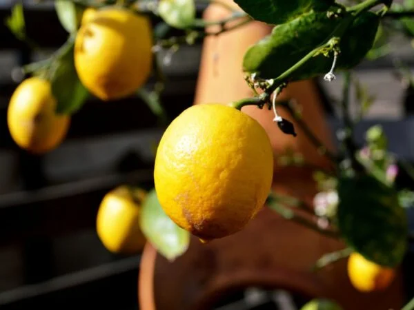 How to Repot a Lemon Tree: Step-by-Step Guide for Healthy Growth