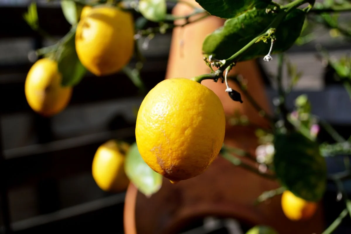 How to Repot a Lemon Tree: Step-by-Step Guide for Healthy Growth