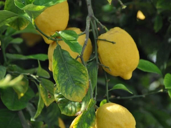 Why is my Lemon Tree not Producing Lemons? Expert Troubleshooting Tips