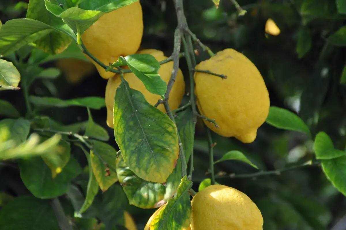 Why is my Lemon Tree not Producing Lemons? Expert Troubleshooting Tips