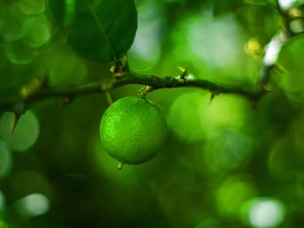 How Often Do Lemon Trees Produce Fruit? Expert Tips!