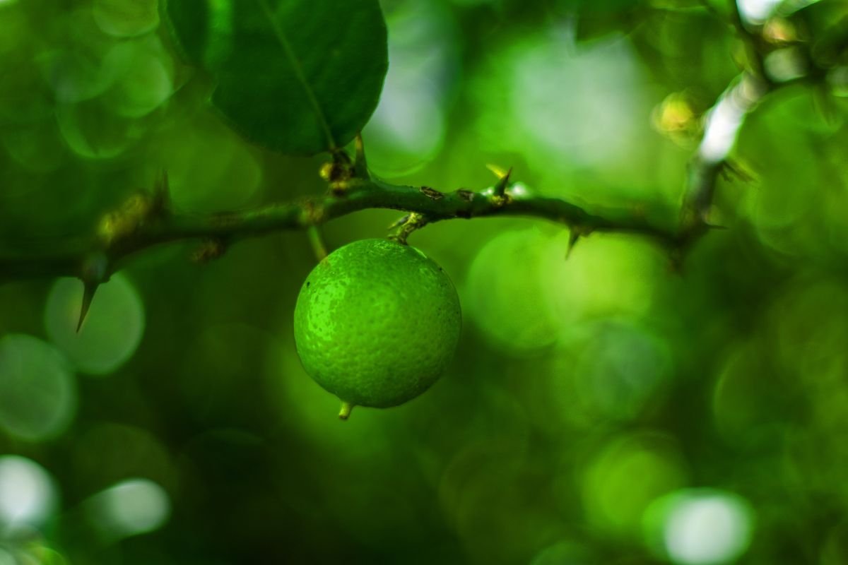How Often Do Lemon Trees Produce Fruit? Expert Tips!