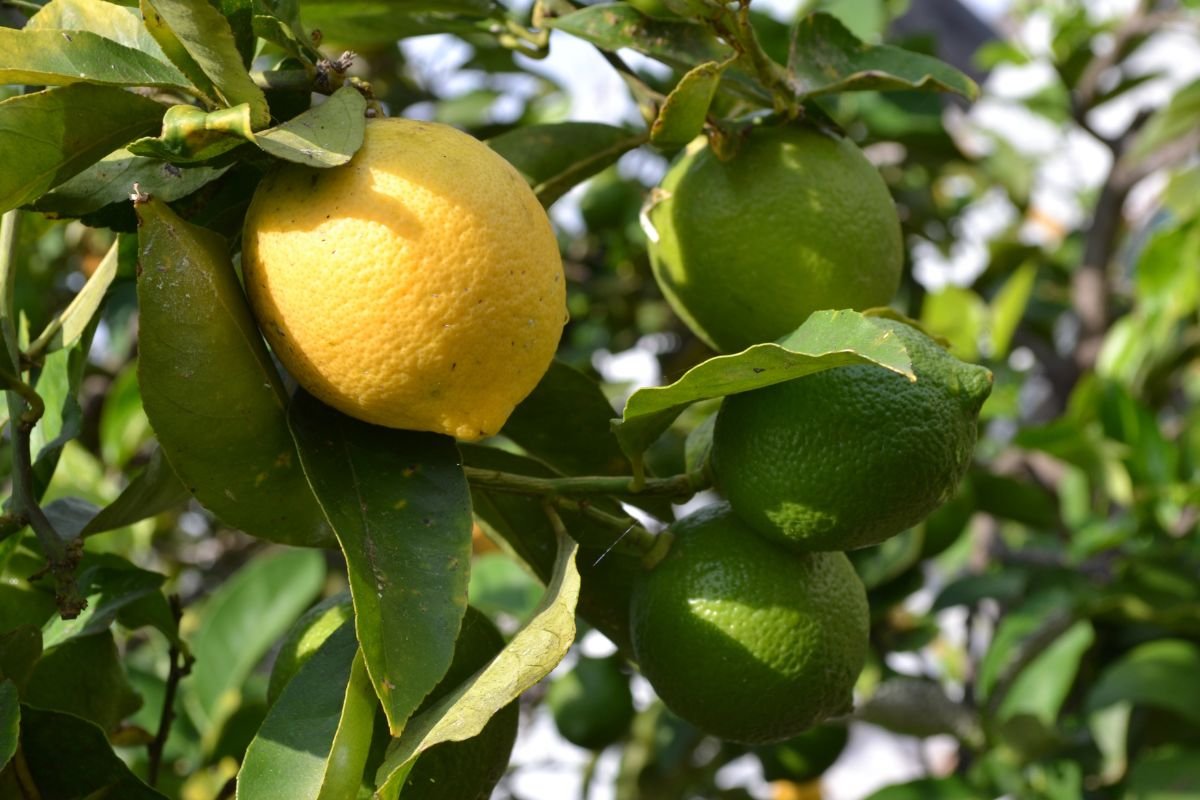 How Long Until Lemon Trees Bear Fruit: Tips for Indoor Growing