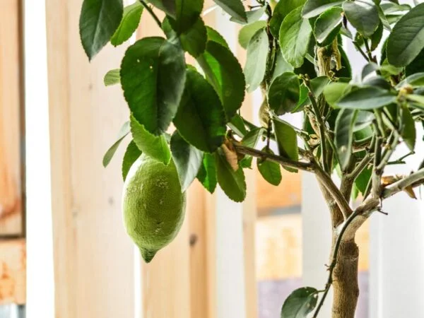 How to Water Lemon Tree: Ultimate Tips for Healthy Trees