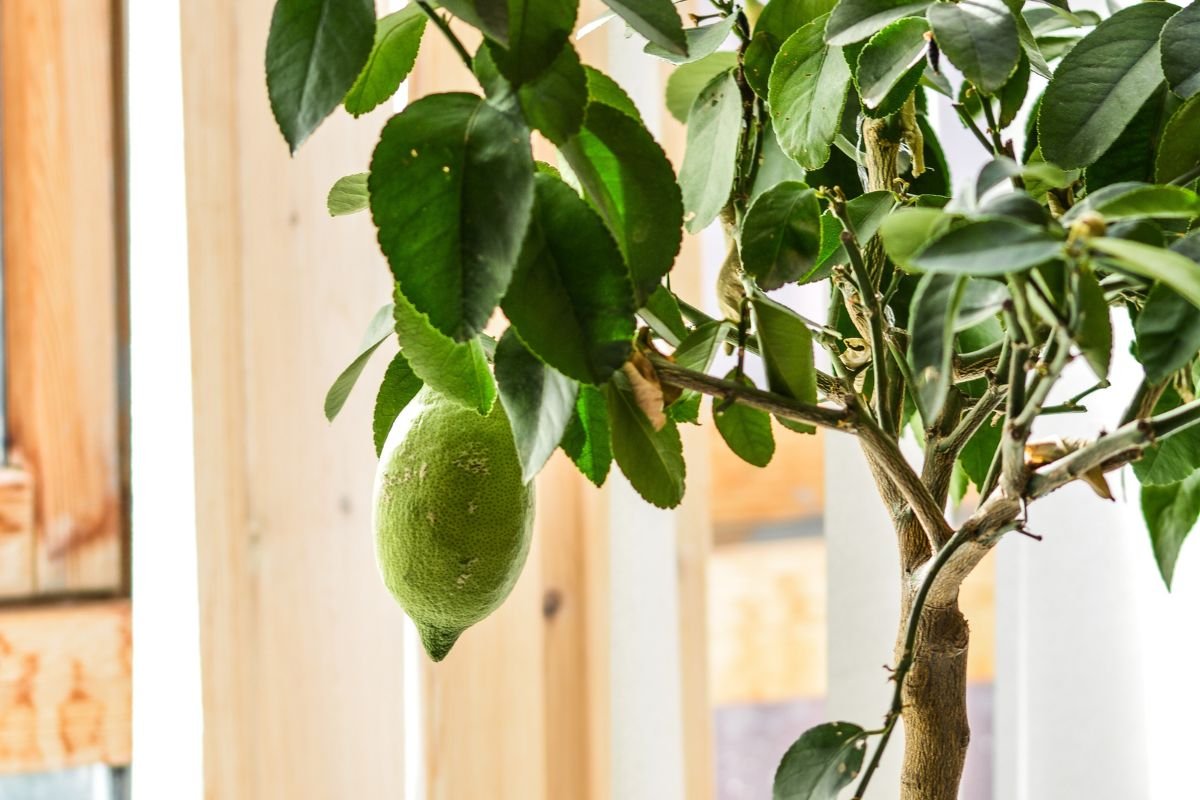 How to Water Lemon Tree: Ultimate Tips for Healthy Trees