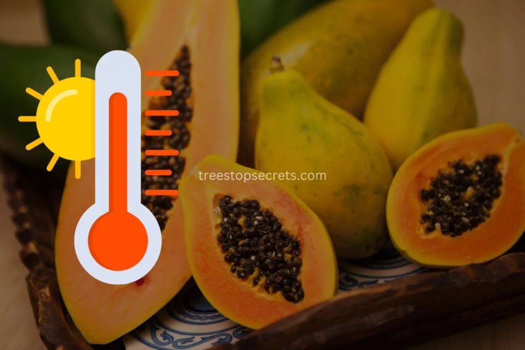 Temperature requirements for successful papaya seed germination