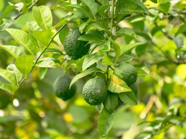 What is Eating My Lemon Tree Leaves? Identify & Eliminate Leaf Eaters