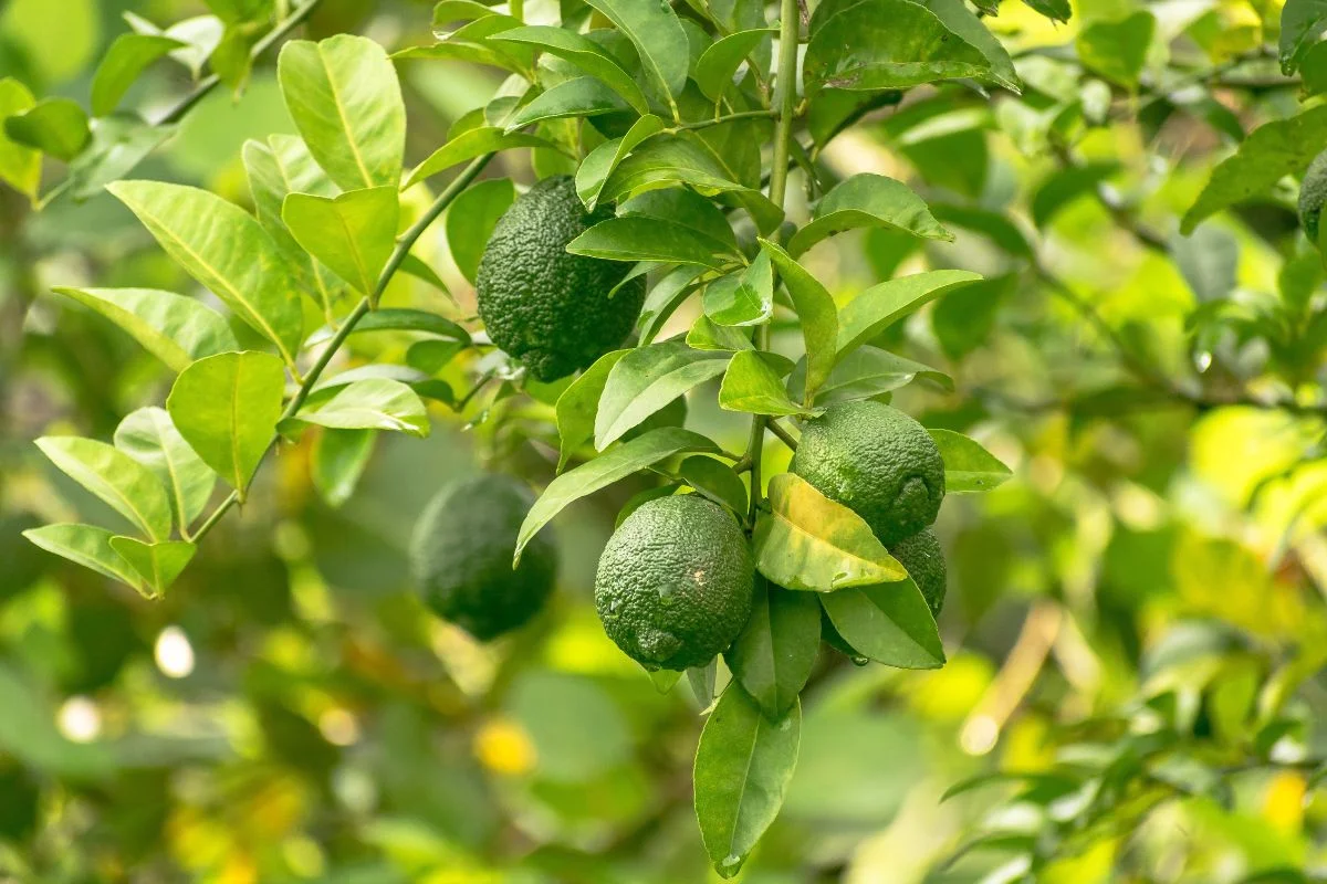 What is Eating My Lemon Tree Leaves? Identify & Eliminate Leaf Eaters