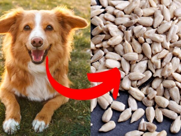 Are Sunflower Seeds Bad for Dogs? Benefits & Risks