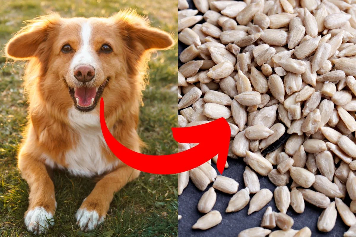 Are Sunflower Seeds Bad for Dogs? Benefits & Risks