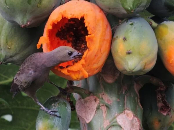 How Does Papaya Taste? A Guide to Enjoying It!