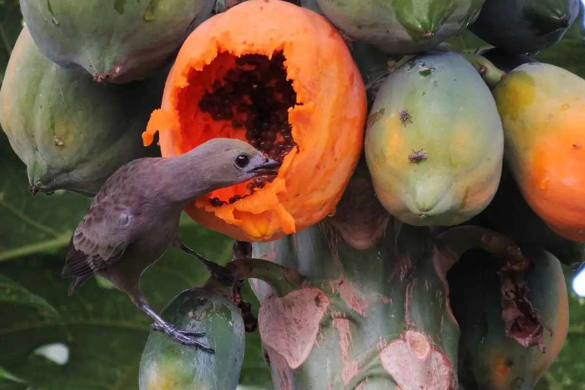 How Does Papaya Taste? A Guide to Enjoying It!