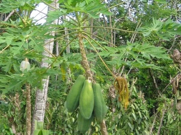 How Long Do Papaya Trees Live? Planting, Care, and Harvest Tips