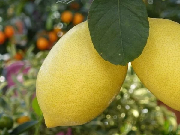 How Long Does a Lemon Tree Take to Grow? Seed to Fruit in Weeks!