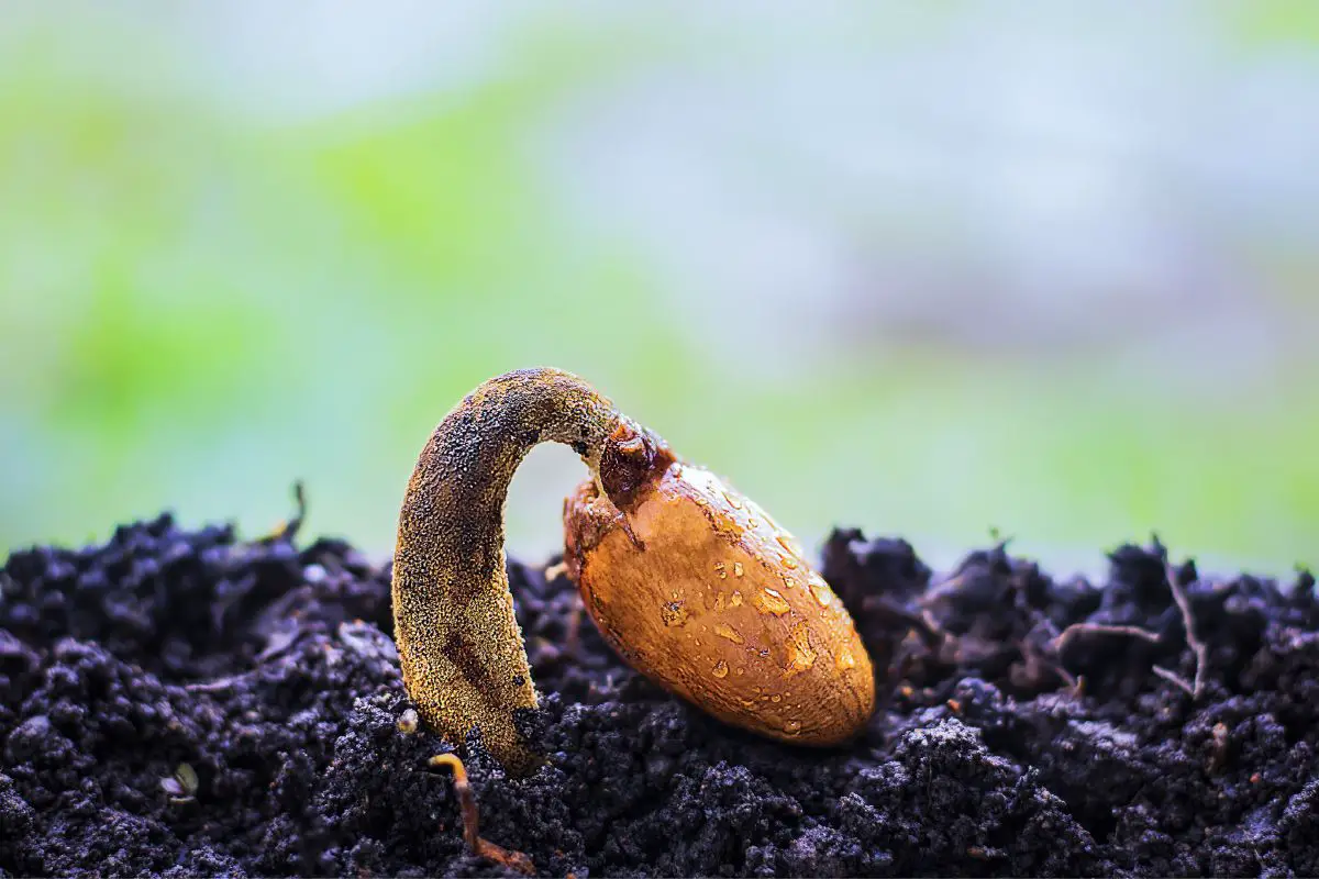 How to Plant Papaya Seeds: Easy Step-by-Step Guide