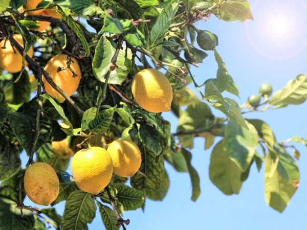 How to Propagate Lemon Tree: Easy Steps for Fruitful Results