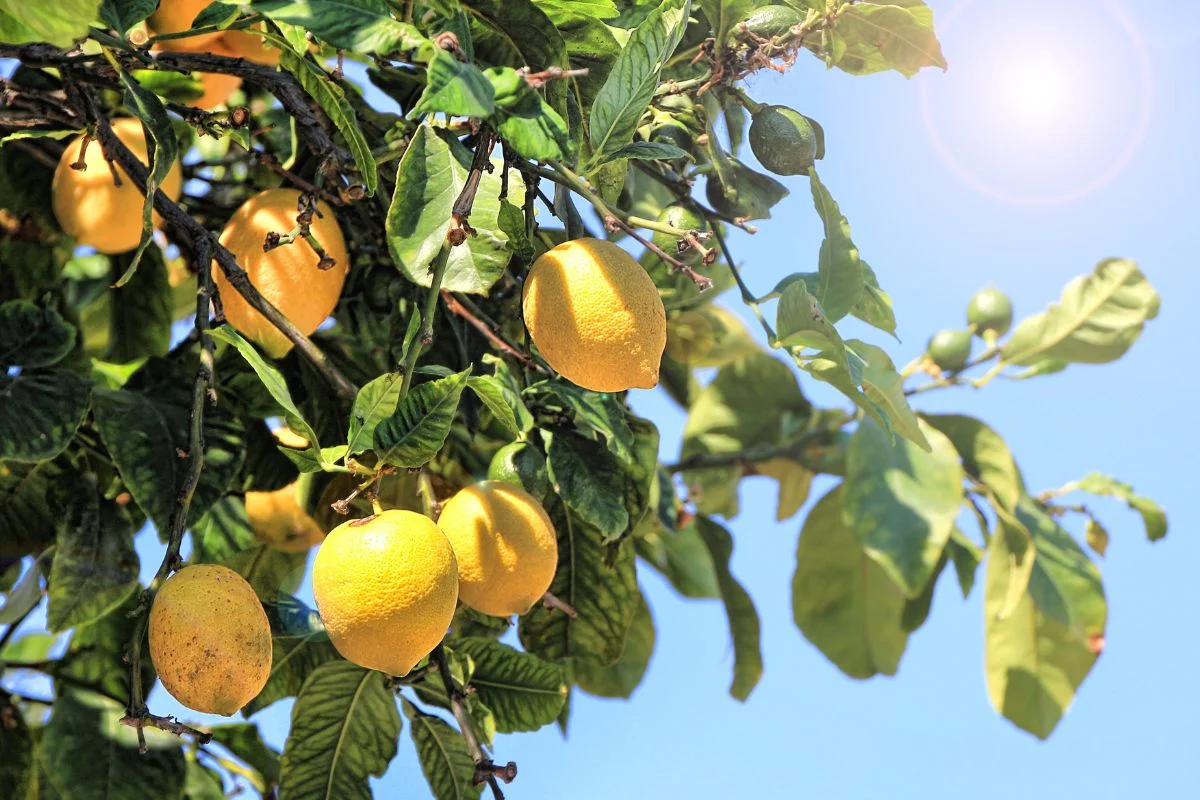 How to Propagate Lemon Tree: Easy Steps for Fruitful Results
