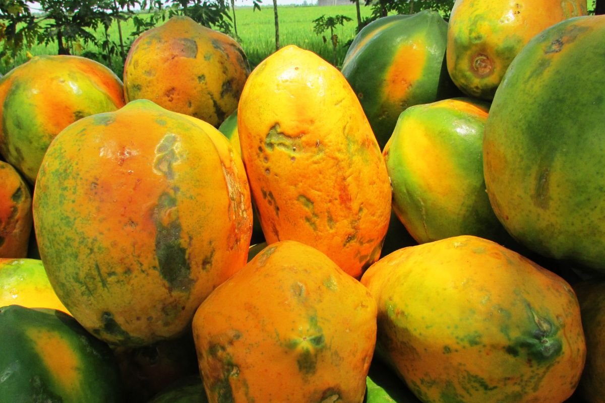 How to Tell When a Papaya Is Ripe - Expert Tips