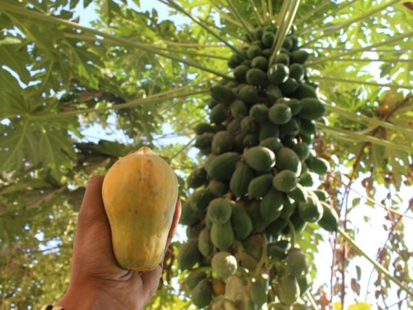 What Color is Papaya? Revealing the Beauty of Ripening Fruit