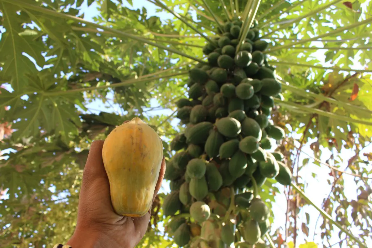 What Color is Papaya? Revealing the Beauty of Ripening Fruit