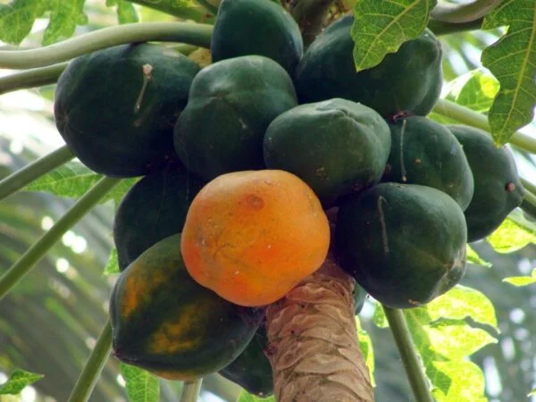 What Does a Ripe Papaya Look Like? Expert Tips!