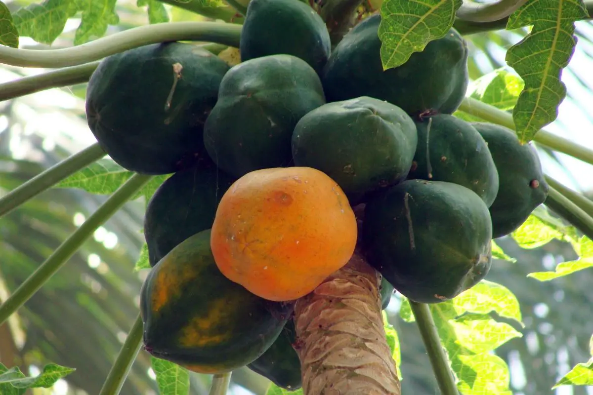 What Does a Ripe Papaya Look Like? Expert Tips!