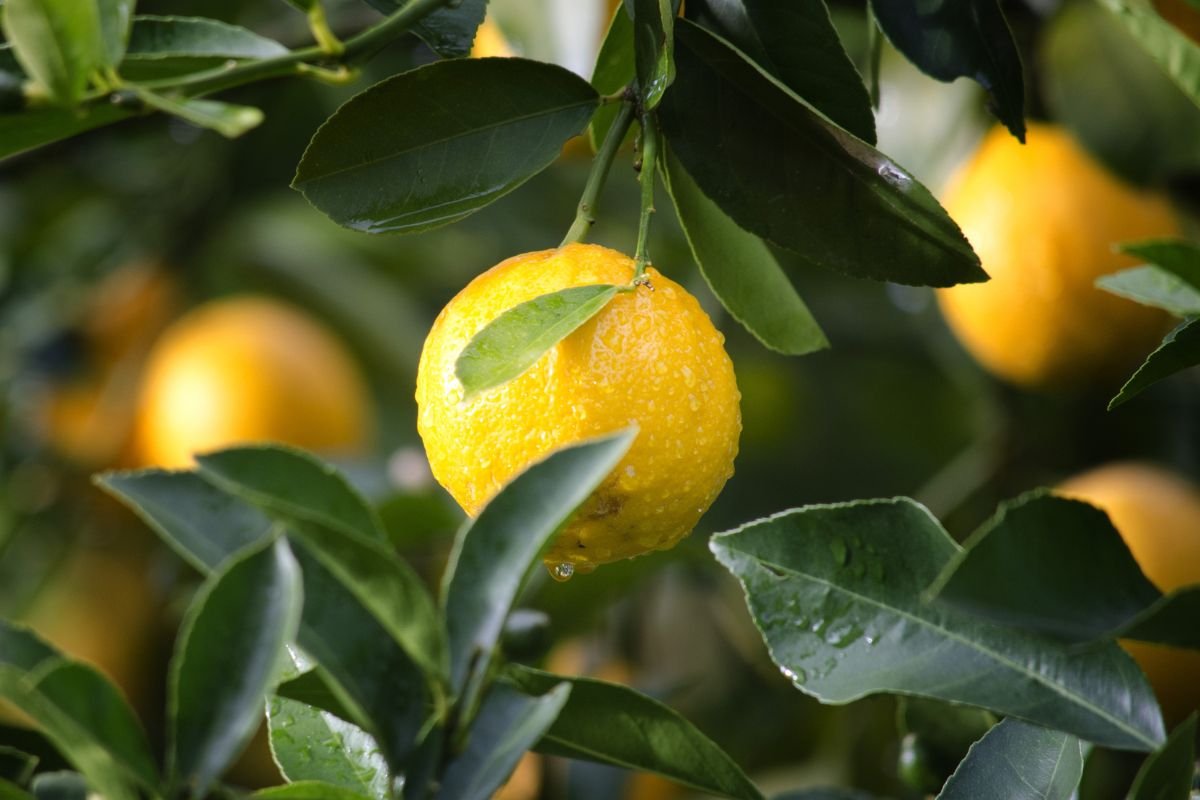 When to Prune Lemon Trees: Expert Tips for Beginners
