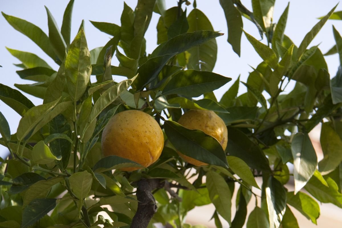 When to Trim a Lemon Tree: Expert Tips