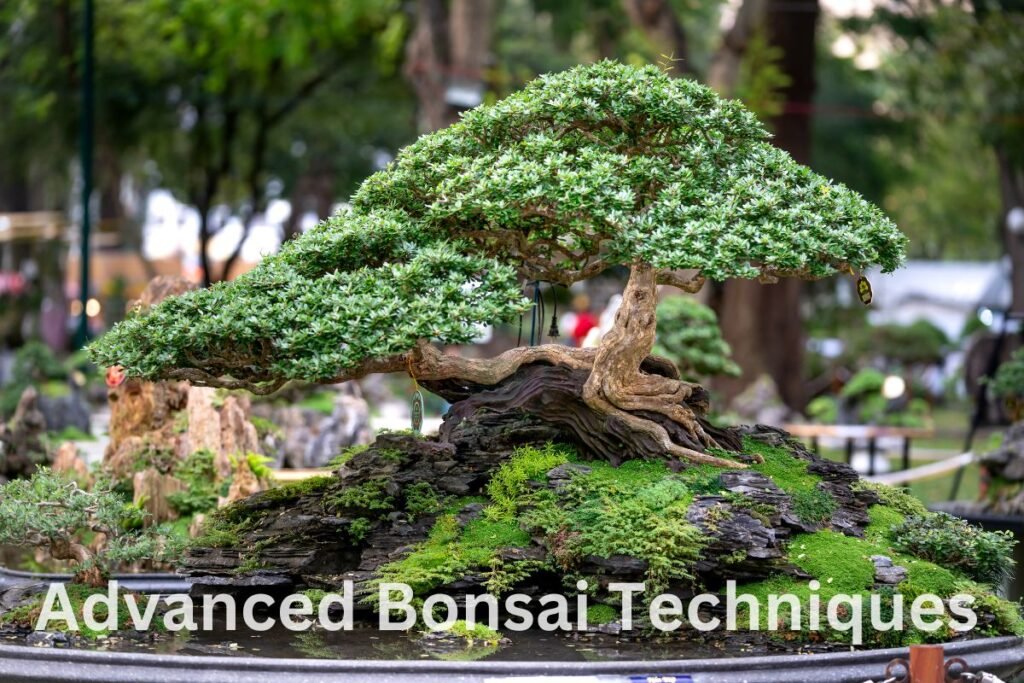 Advanced Bonsai Techniques