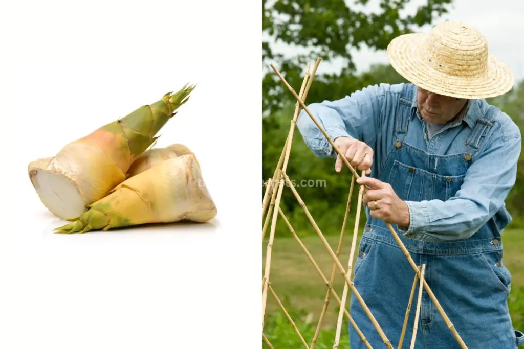 Bamboo in Food and Agriculture