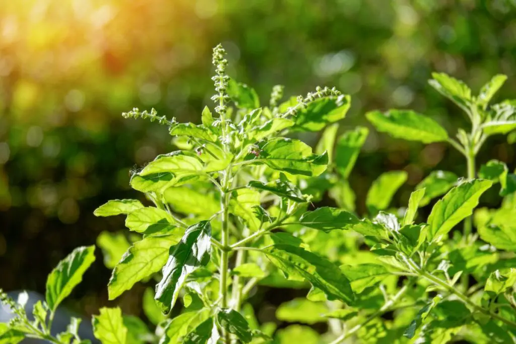 Health Benefits of Basil Flowers