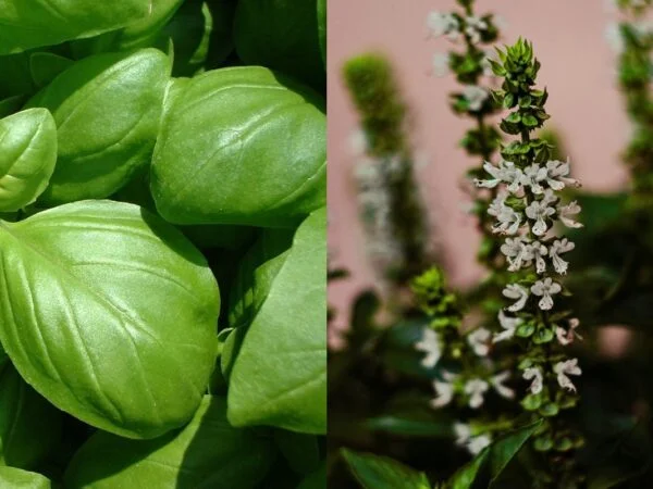 Can You Eat Basil Flowers? 10 Delicious Uses!
