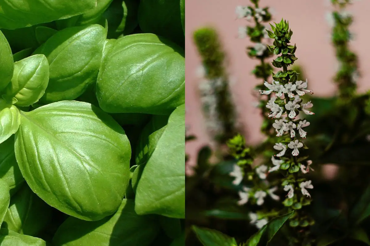 Can You Eat Basil Flowers? 10 Delicious Uses!