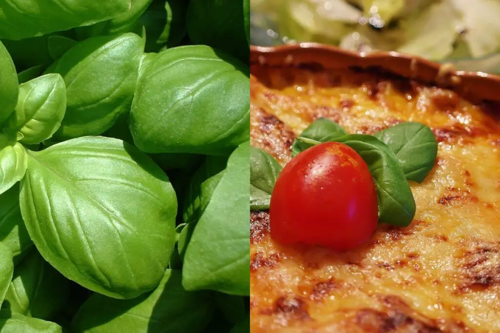 Can You Eat Basil Flowers? 10 Delicious Uses!