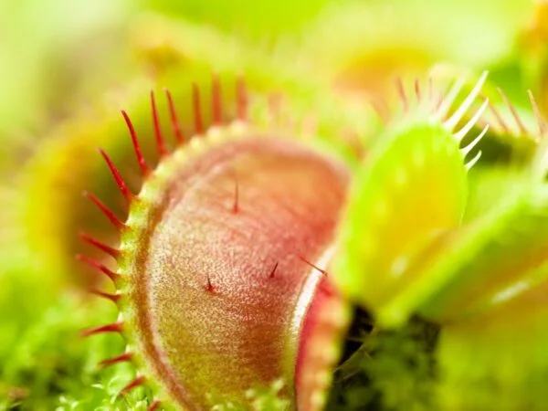 What Does a Dormant Venus Flytrap Look Like: Signs to Identify