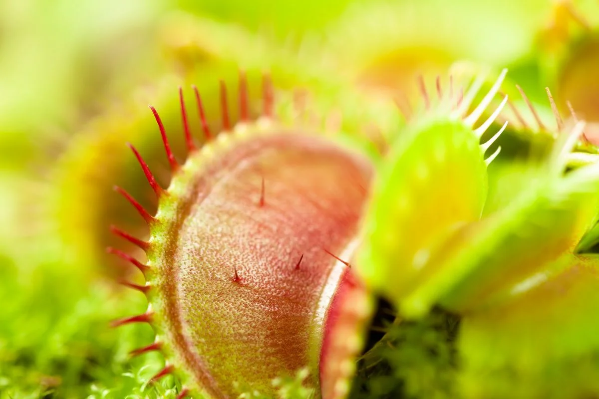 What Does a Dormant Venus Flytrap Look Like: Signs to Identify