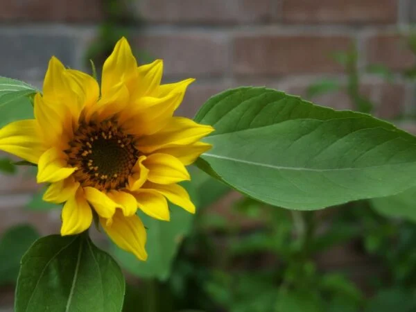 Can You Transplant Sunflowers? A Step-by-Step Guide