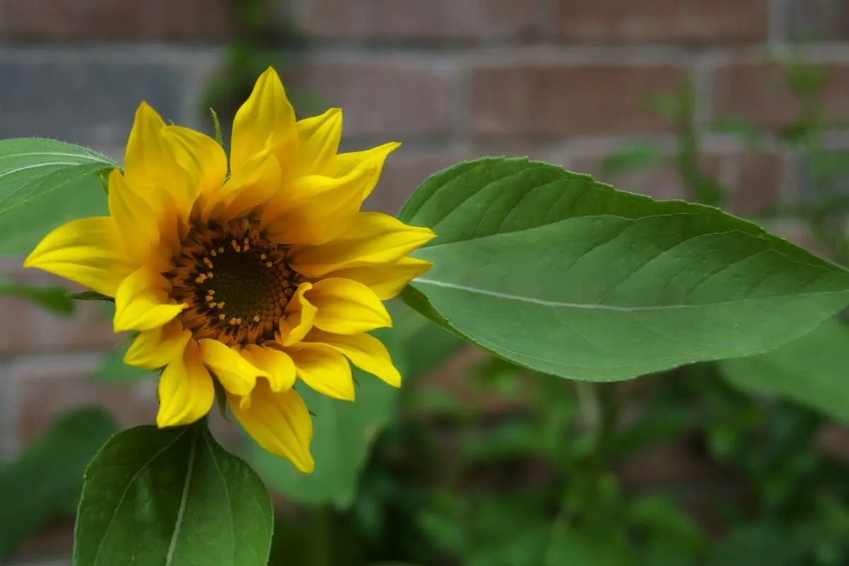 Can You Transplant Sunflowers? A Step-by-Step Guide