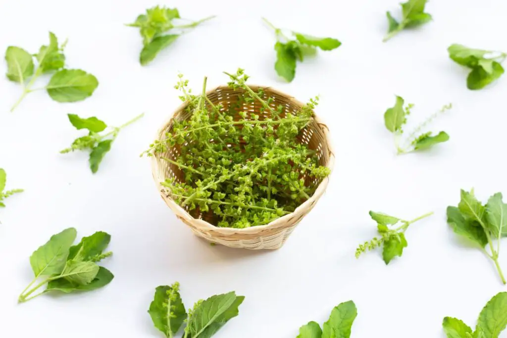 Culinary Uses of Basil Flowers